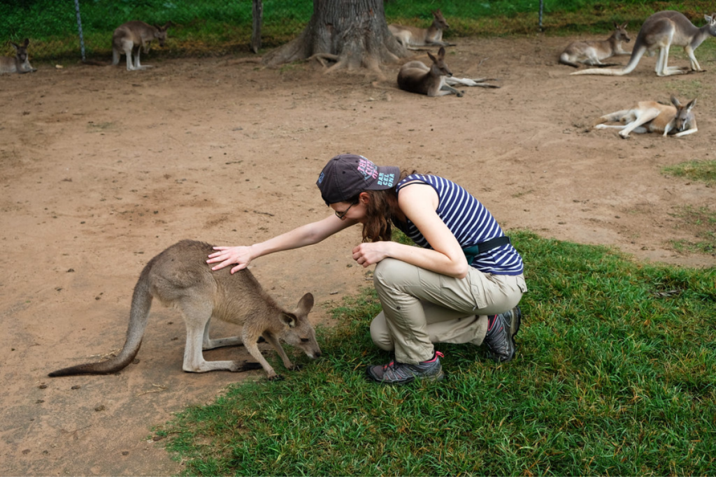 Lone Pine Koala Sanctuary