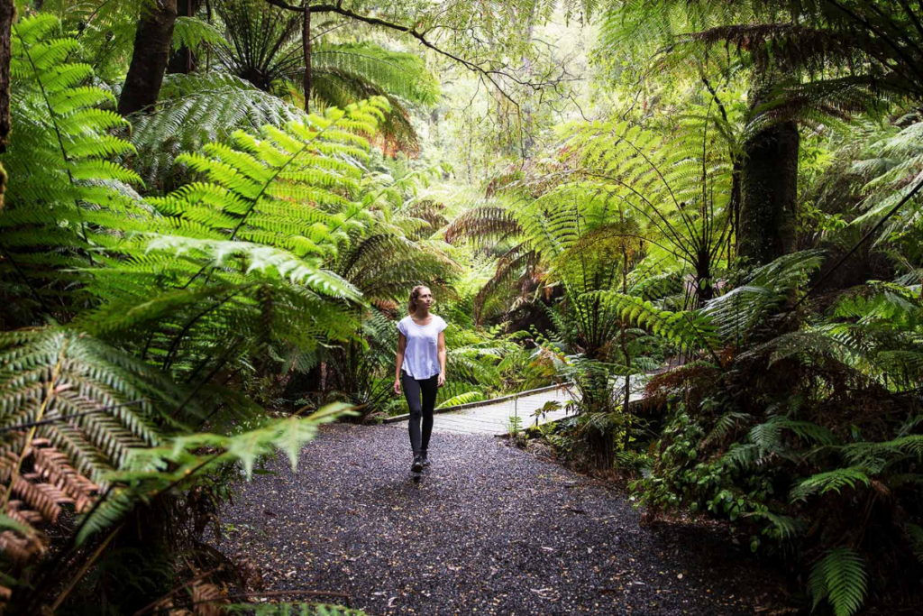 Tarra Bulga National Park